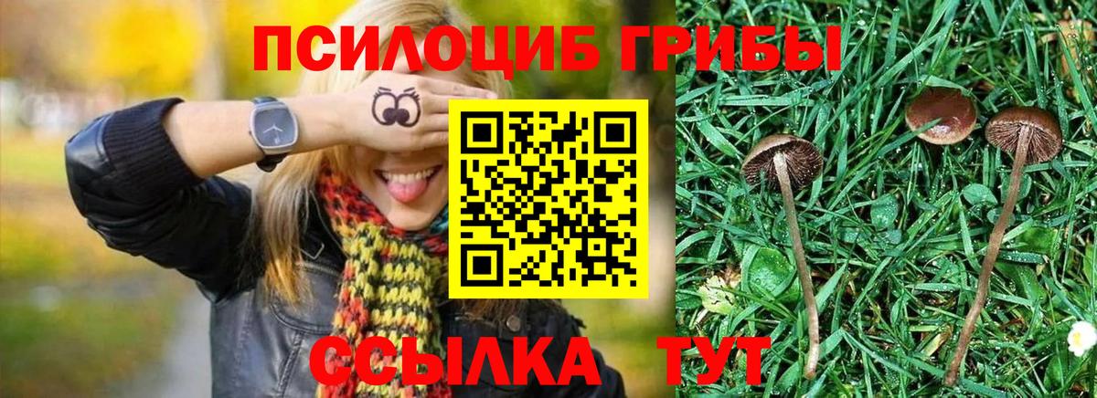 Галлюциногенные грибы GOLDEN TEACHER Фрязино